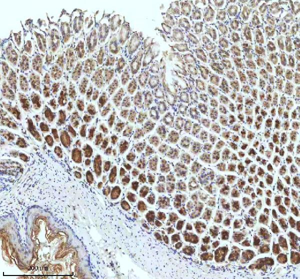 2 - Anti-TRIM25 Monoclonal Antibody ABO14553