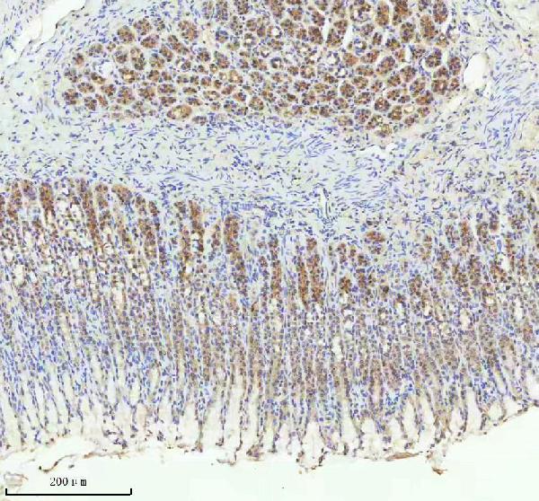2 - Anti-TRIM25 Monoclonal Antibody ABO14553