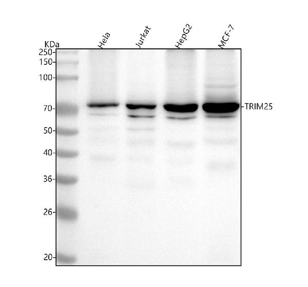 1 - Anti-TRIM25 Monoclonal Antibody ABO14553
