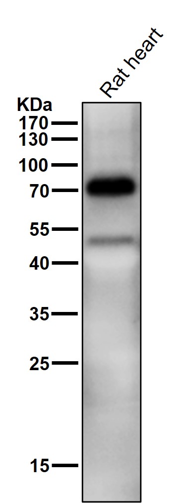 1 - Anti-TRIM25 Monoclonal Antibody ABO14553