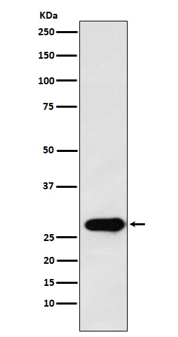 1 - Anti-Securin Monoclonal Antibody ABO14554