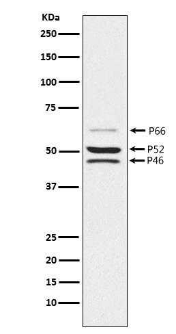 1 - Anti-SHC Monoclonal Antibody ABO14555