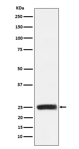 1 - Anti-GRB2 Monoclonal Antibody ABO14556