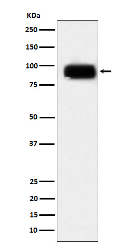1 - Anti-CD166 Monoclonal Antibody ABO14557