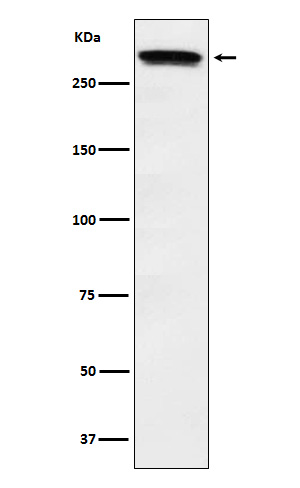 1 - Anti-Huntingtin Monoclonal Antibody ABO14559