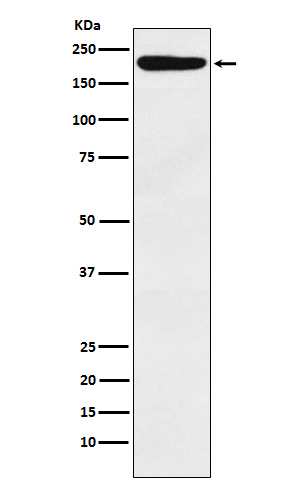1 - Anti-IQGAP1 Monoclonal Antibody ABO14563