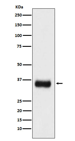 1 - Anti-SF2 Monoclonal Antibody ABO14564