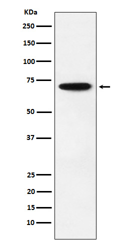 1 - Anti-NRF1 Rabbit Monoclonal Antibody ABO14565