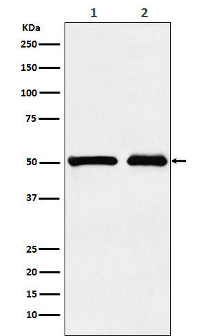 1 - Anti-KMT5A / SETD8 / Pr-SET7 Monoclonal Antibody ABO14566