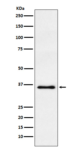 1 - Anti-WDR5 Monoclonal Antibody ABO14567