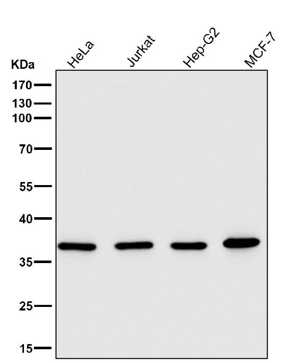1 - Anti-WDR5 Monoclonal Antibody ABO14567