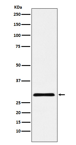 1 - Anti-cbx7 Monoclonal Antibody ABO14568