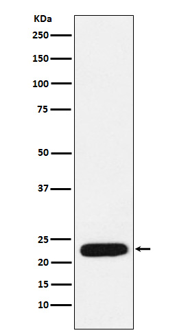 1 - Anti-mtTFA Rabbit Monoclonal Antibody ABO14569