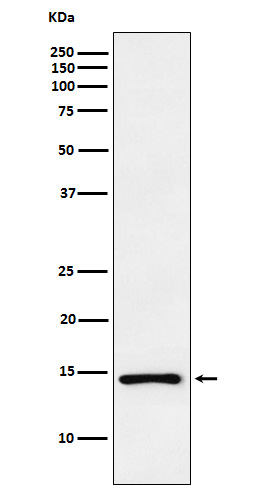1 - Anti-ANP NPPA Monoclonal Antibody ABO14570