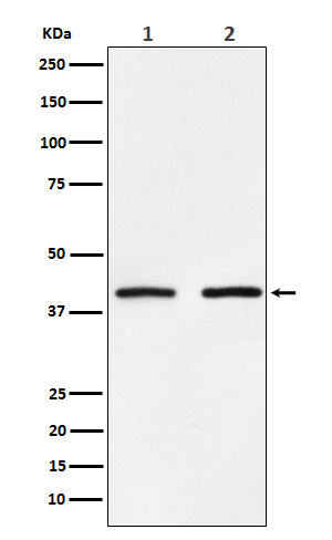 1 - Anti-SMYD3 Monoclonal Antibody ABO14571