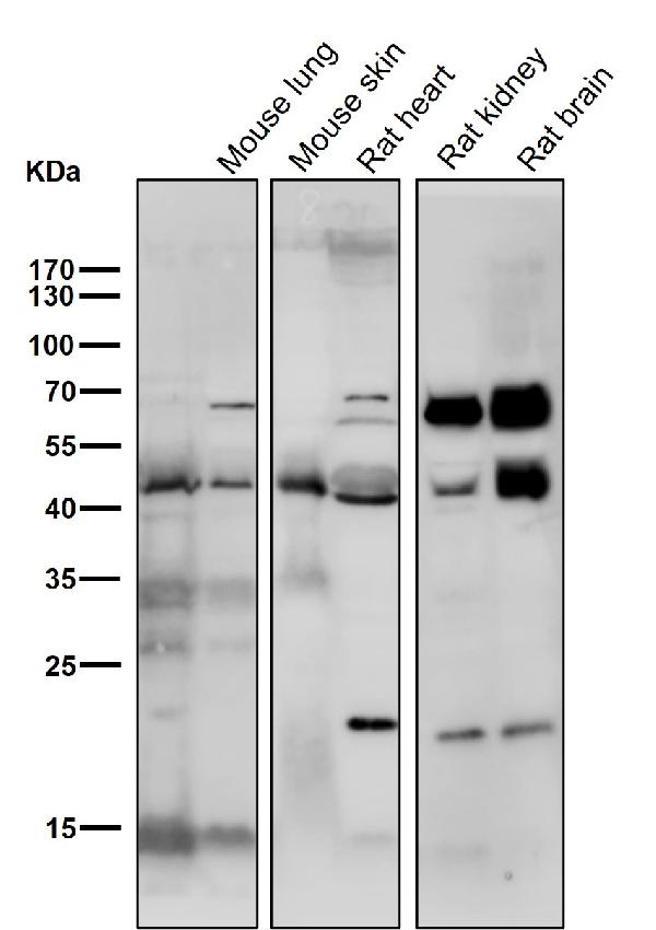 1 - Anti-SMYD3 Monoclonal Antibody ABO14571