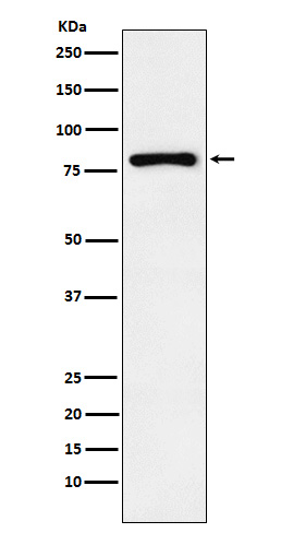 1 - Anti-Egr1 Monoclonal Antibody ABO14572