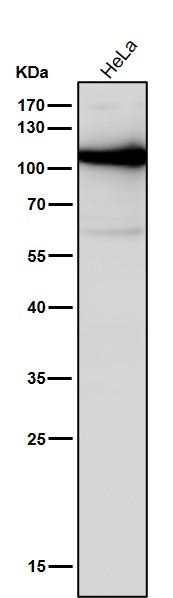 1 - Anti-DNA Ligase IV Rabbit Monoclonal Antibody ABO14573