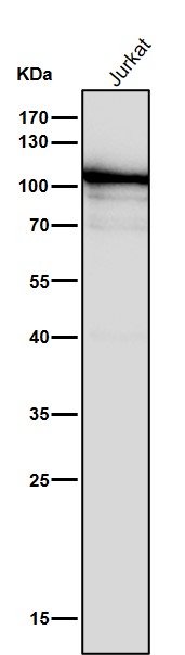 1 - Anti-DNA Ligase IV Rabbit Monoclonal Antibody ABO14573
