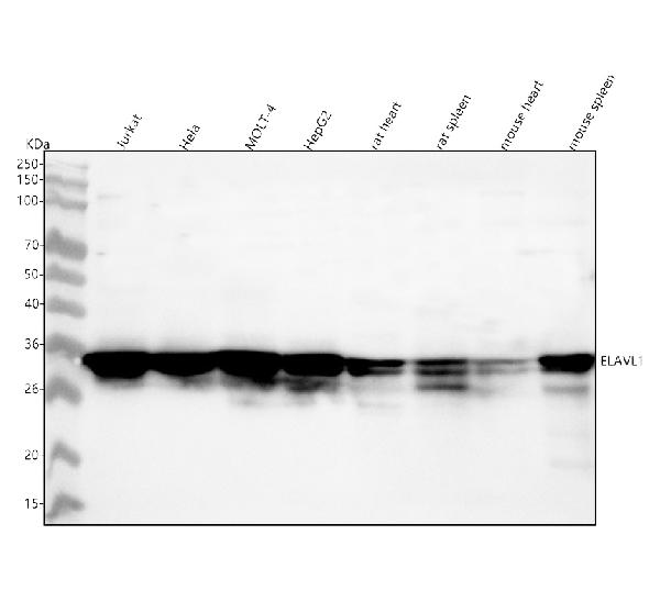 1 - Anti-HuR / ELAVL1 Monoclonal Antibody ABO14575