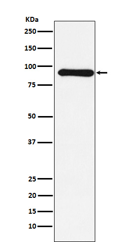 1 - Anti-Cullin 1 Monoclonal Antibody ABO14577