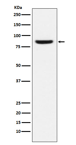 1 - Anti-MCM5 Monoclonal Antibody ABO14580