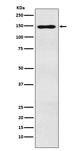 1 - Anti-MYBBP1A Monoclonal Antibody ABO14581