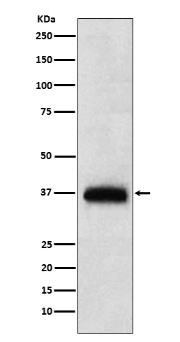 1 - Anti-CD7 Monoclonal Antibody ABO14583