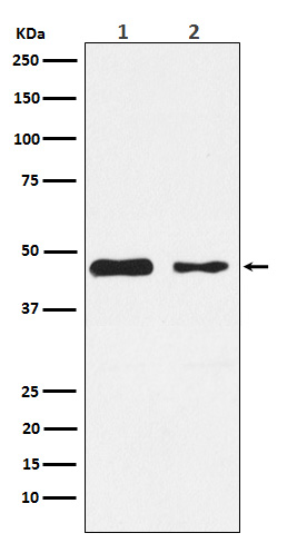 1 - Anti-PDK2 Monoclonal Antibody ABO14587