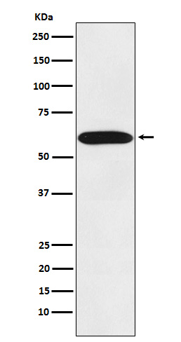 1 - Anti-STIP1 Monoclonal Antibody ABO14588