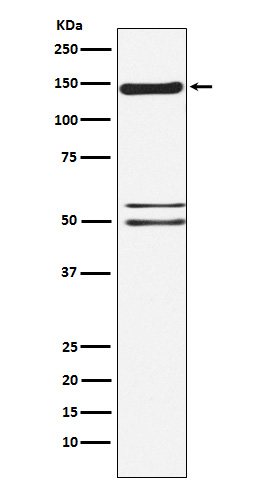 1 - Anti-SynGAP Rabbit Monoclonal Antibody ABO14589