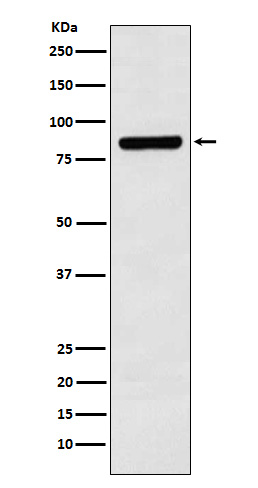 1 - Anti-Cullin 3 Monoclonal Antibody ABO14590