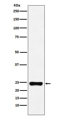 1 - Anti-BAG2 Monoclonal Antibody ABO14592