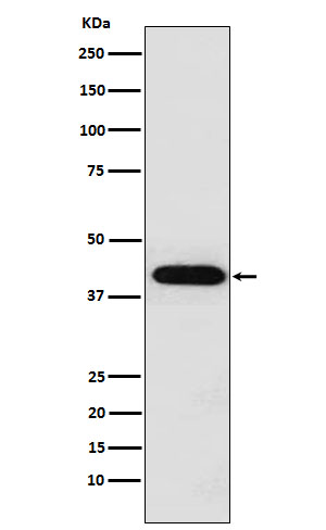 1 - Anti-Inhibin alpha INHA Monoclonal Antibody ABO14593