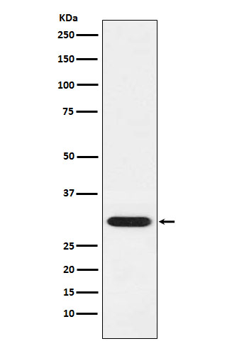 1 - Anti-GCLM Monoclonal Antibody ABO14595