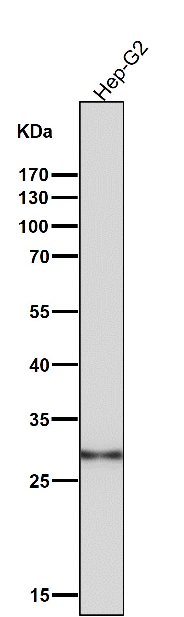 1 - Anti-GCLM Monoclonal Antibody ABO14595