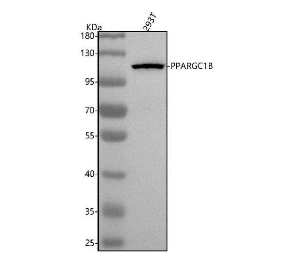 1 - Anti-PGC1 beta PPARGC1B Monoclonal Antibody ABO14596