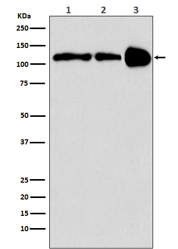1 - Anti-PGC1 beta PPARGC1B Monoclonal Antibody ABO14596