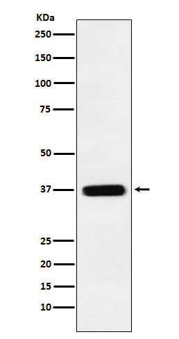 1 - Anti-TMEM173 Monoclonal Antibody ABO14597