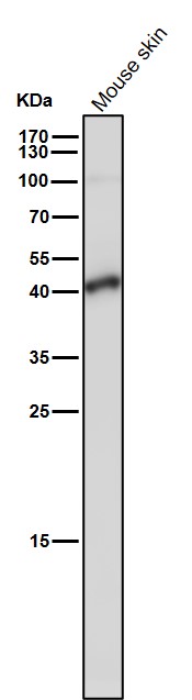 1 - Anti-TMEM173 Monoclonal Antibody ABO14597