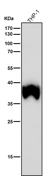 1 - Anti-TMEM173 Monoclonal Antibody ABO14597