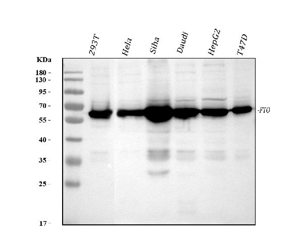 1 - Anti-FTO Monoclonal Antibody ABO14598