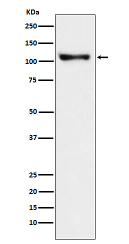 1 - Anti-PSD93 Monoclonal Antibody ABO14600