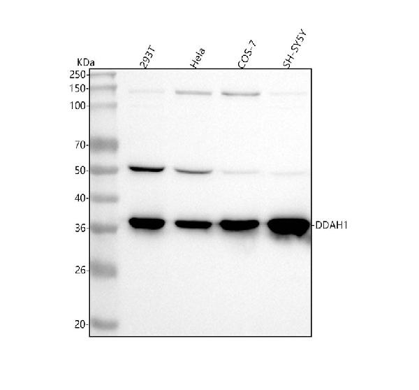 1 - Anti-DDAH1 Monoclonal Antibody ABO14604