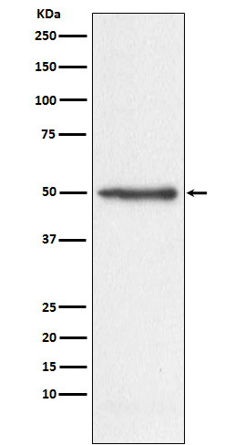 1 - Anti-Nogo Monoclonal Antibody ABO14605