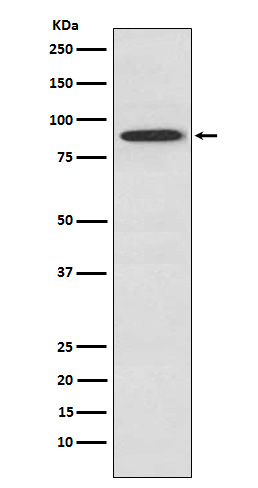 1 - Anti-SAE2 / UBA2 Monoclonal Antibody ABO14606