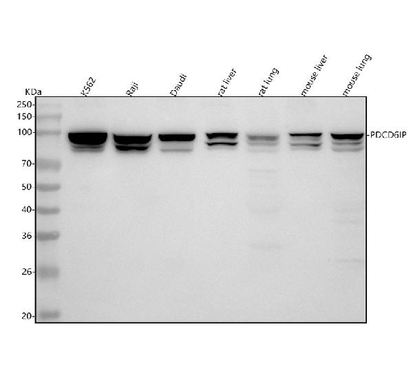 1 - Anti-ALIX Rabbit Monoclonal Antibody ABO14607