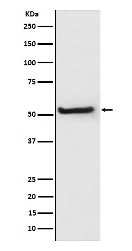 1 - Anti-TXNIP Monoclonal Antibody ABO14608