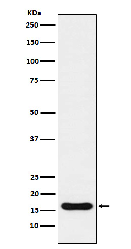 1 - Anti-Iba1 AIF1 Monoclonal Antibody ABO14609