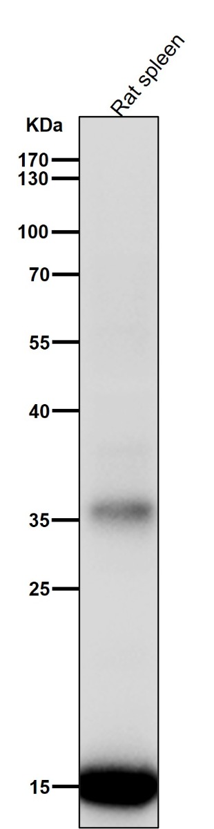 1 - Anti-Iba1 AIF1 Monoclonal Antibody ABO14609